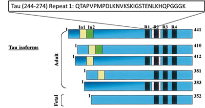 Tau Peptide (244-274) (Repeat 1 domain)